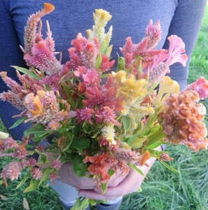 A bouquet of celosia flowers in a range of colors from pinks to oranges to yellows.