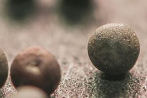 a close up of several round brown seeds on a brown surface