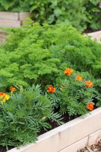 Marigold and parsley plants in a raised garden bed