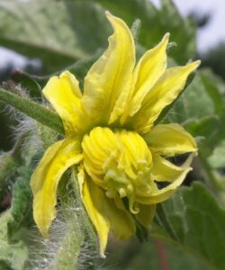 A yellow tomato flower in front of green leaves