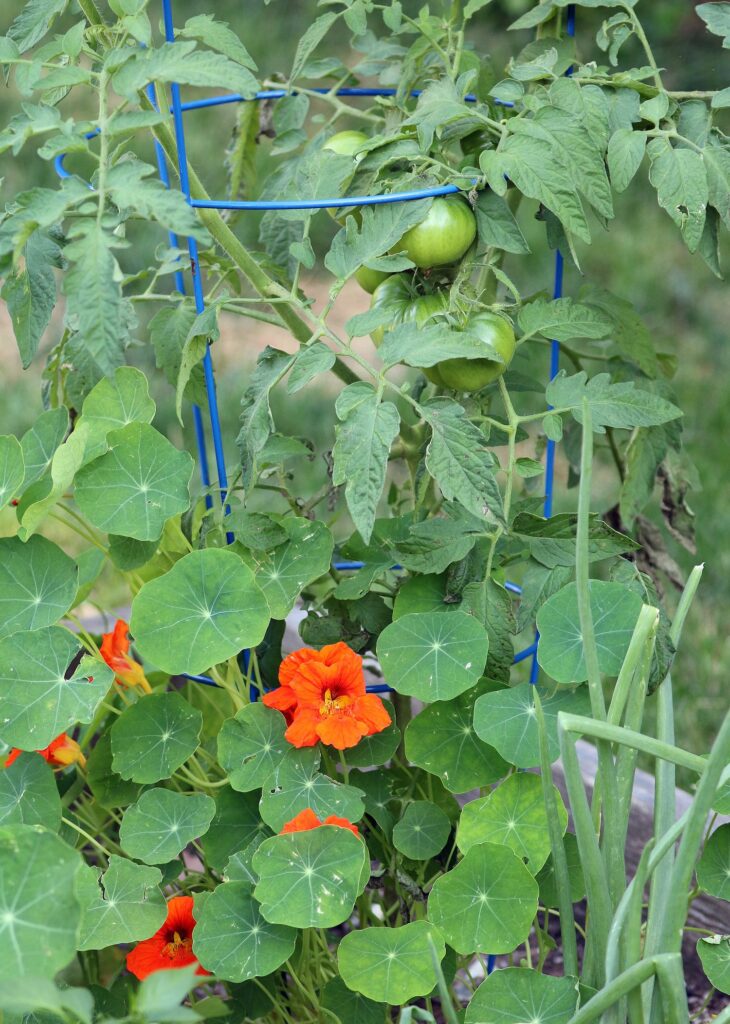 red flowers next to tomato plants.