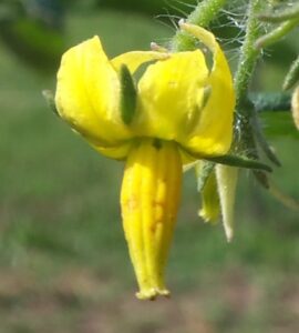 A yellow tomato flower hanging from a vine