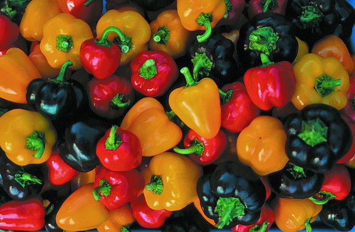 A pile of yellow, red, and purple bell peppers