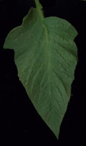 A green pointed leaf on a black background