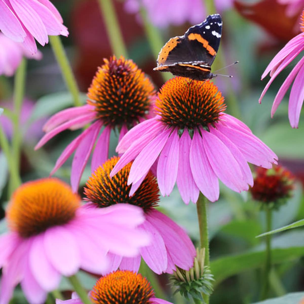 Purple flowers with green stems and a butterfly perched on one.