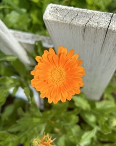 An orange flower with many petals in front of a fence