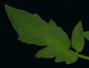 A green leaf on a black background