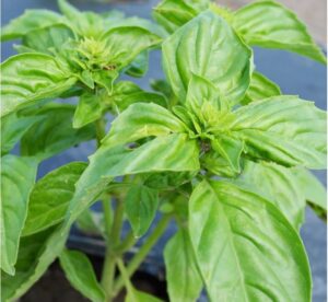 Green basil plant