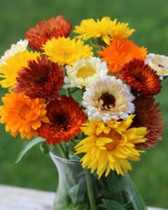 Many colorful flowers in a vase