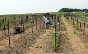 people in field planting out transplants against trellises