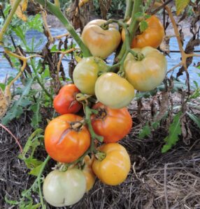 Tomatoes on a vine