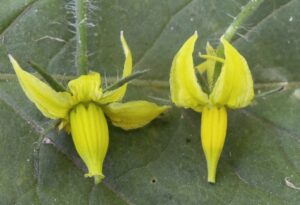 Two yellow tomato flowers in front of a green leaf