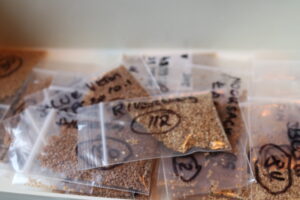 A pile clear plastic bags containing tiny brown seeds