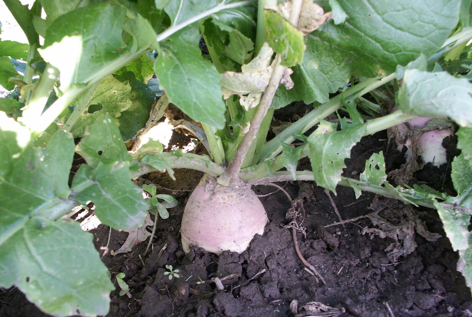 A light pink turnip with leafy green foliage grows in the ground