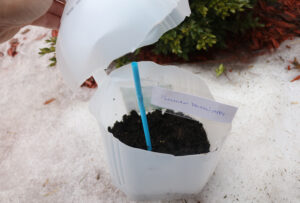 milk jug cut in half with blue straw and seed label