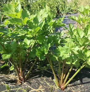 Two celery plants with green and pink stalks growing in the ground.