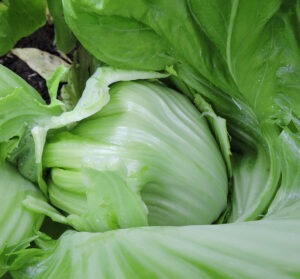 A close up of a green leafy head of mustard