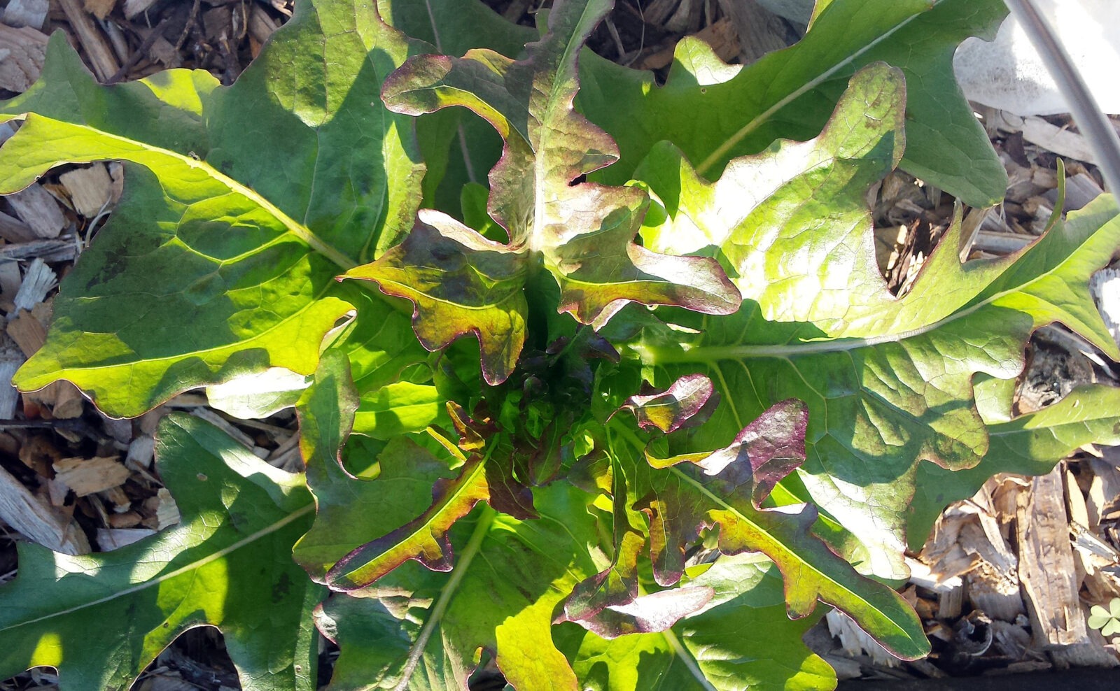 A close up of a leafy green lettuce plant with some splashes of bronze color