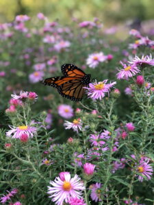 A orange monarch butterfly perched on a pink flower in a garden of pink flowers