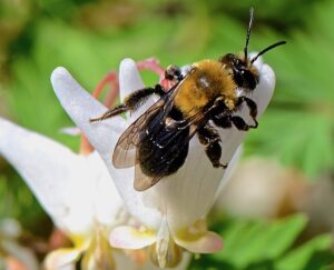 A close up of a large mining bee on a white flower