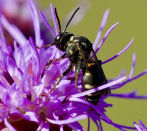 A close up of a dark-colored bee on top of a purple flower with spiky petals