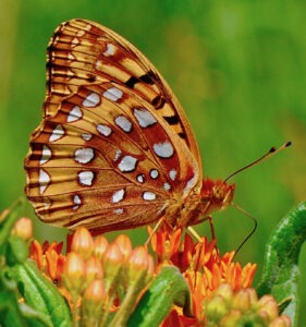 A close up of a brown/gold butterfly with many white spots on its wings, perched on top of some little orange flowers