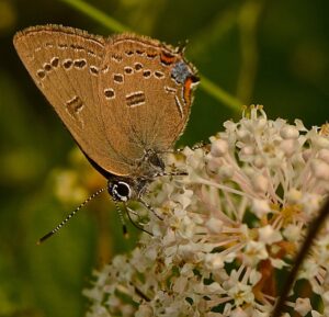 A close up of a gold-colored butterfly with several brown spots with white outlines on its wings, perched on a cluster of tiny white-blush colored flowers