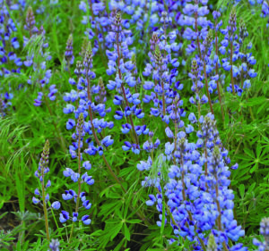 Many lupine flower stems with green leaves and many small blue flowers up the stem