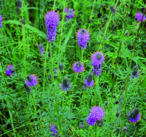 A group of small purple flowers with spiky petals and long, green, leafy stems