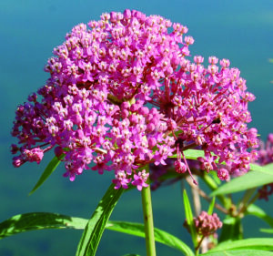 A close up of a milkweed plant with a green stem and a plume of many small, pink-colored flowers