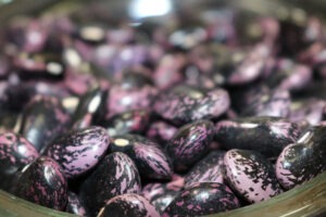 A close up of a pile of large, black and purple-dappled runner beans