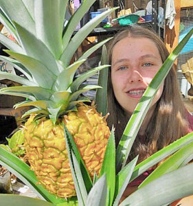 A girl holds up a large pineapple