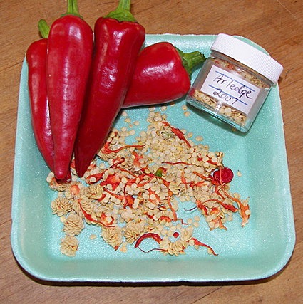 Four red peppers, a group of pepper seeds and a small jar of pepper seeds on a small blue styrofoam plate