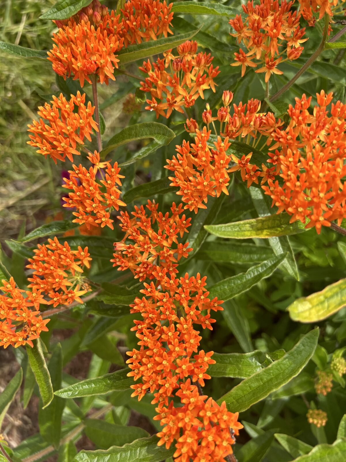 Many small orange flowers in clusters surrounded by their stems' foliage