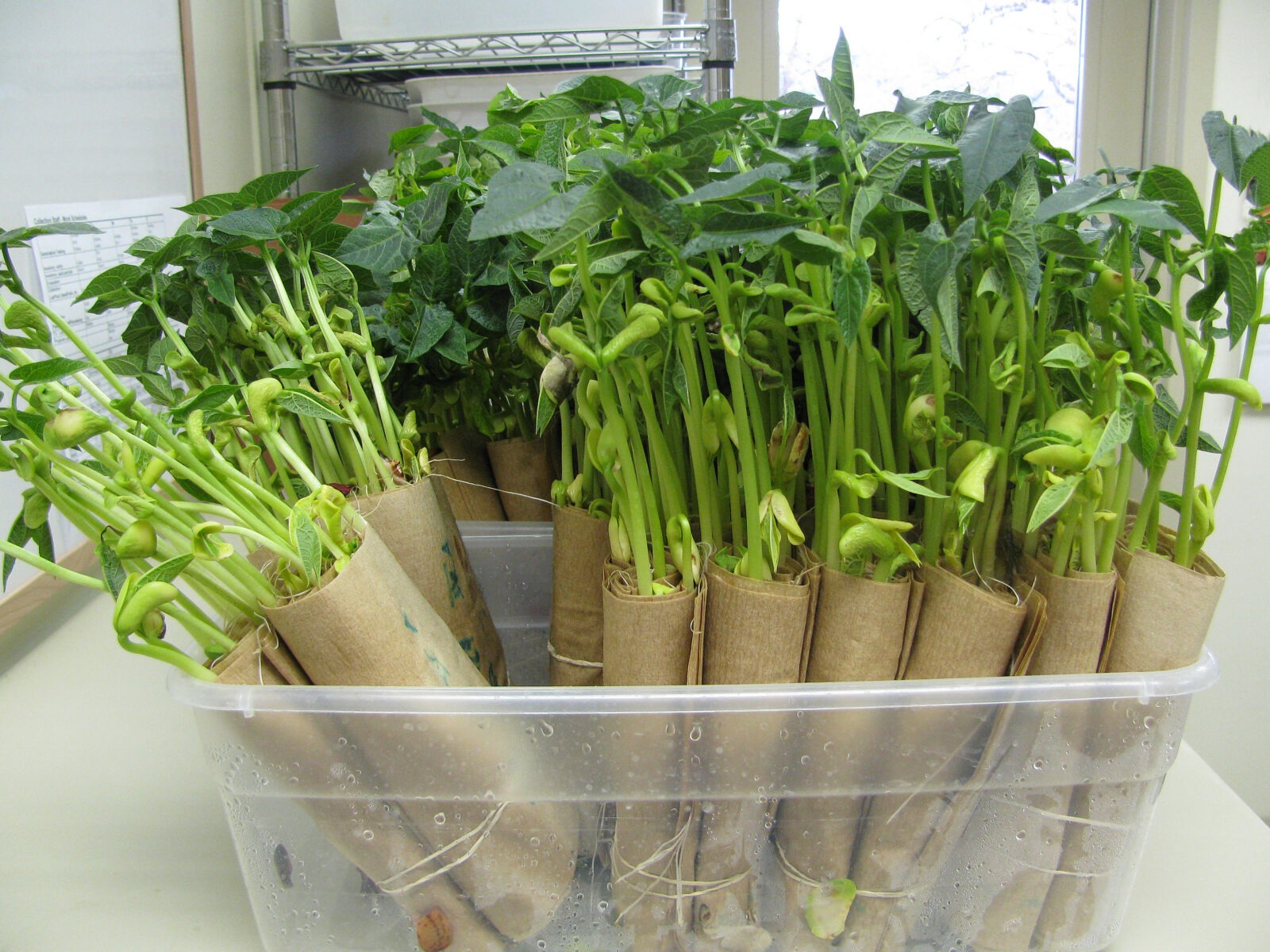 container of green seedlings wrapped in brown paper towels