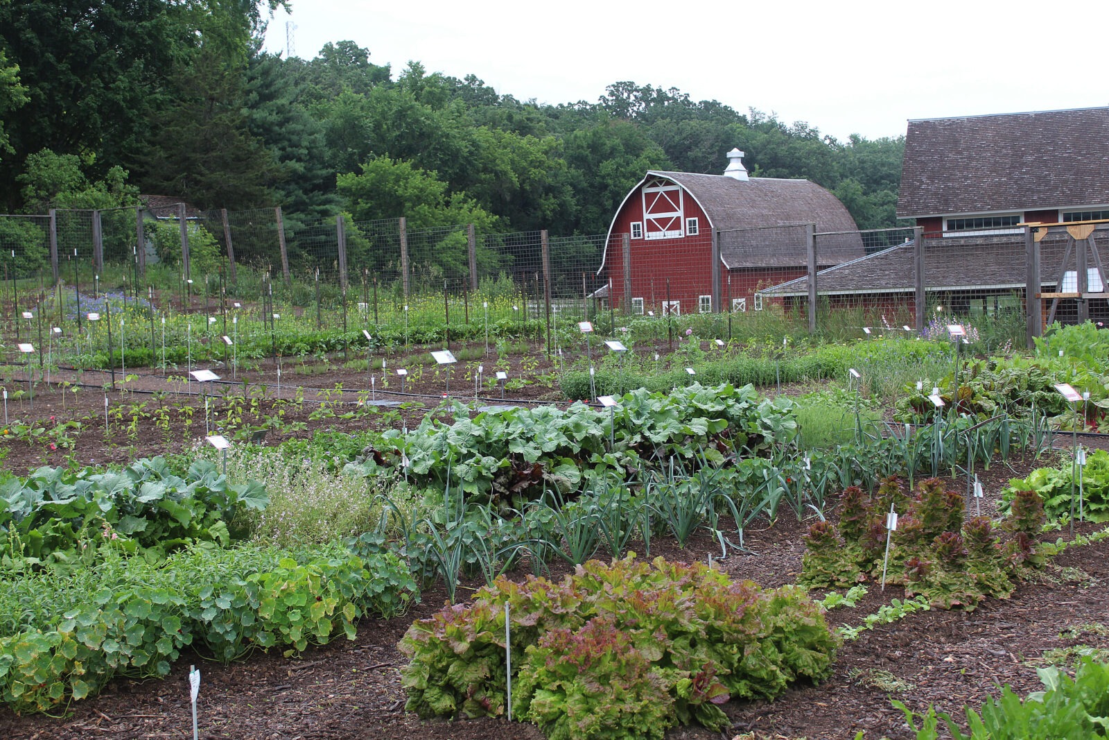 A large garden with many plants with a red barn in the distance