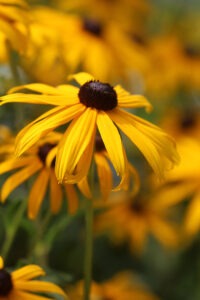 A close up of a yellow 'Black-Eyed Susan' flower with a dark center, with more flowers out of focus in the background