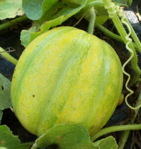 A green/yellow striped melon grows on the grown, attached to the vine and surrounded by vining foliage