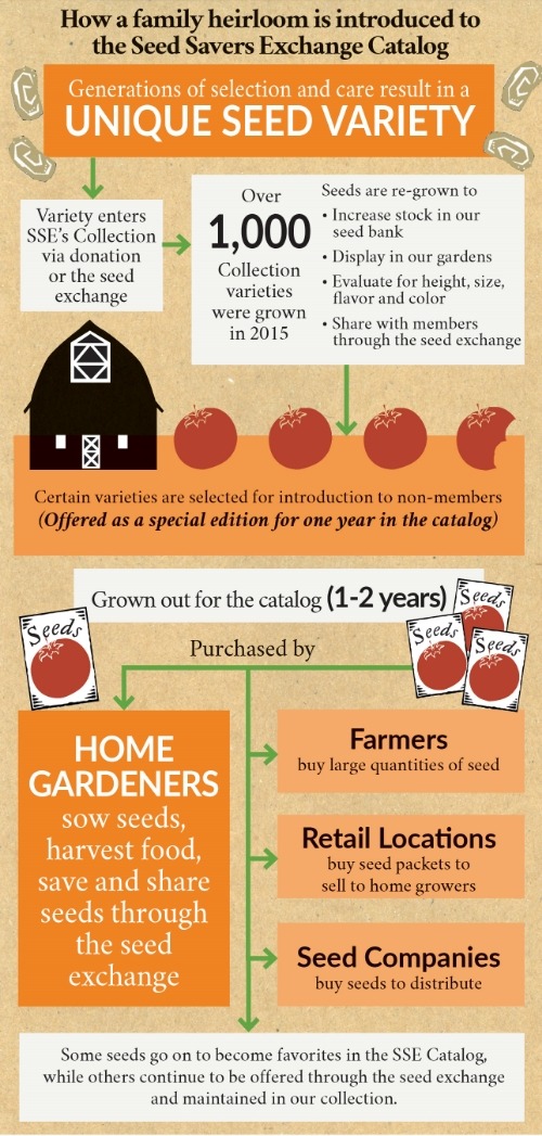 Informational graphic with how seeds are introduced from the Seed Savers Exchange collection into the commercial catalog.