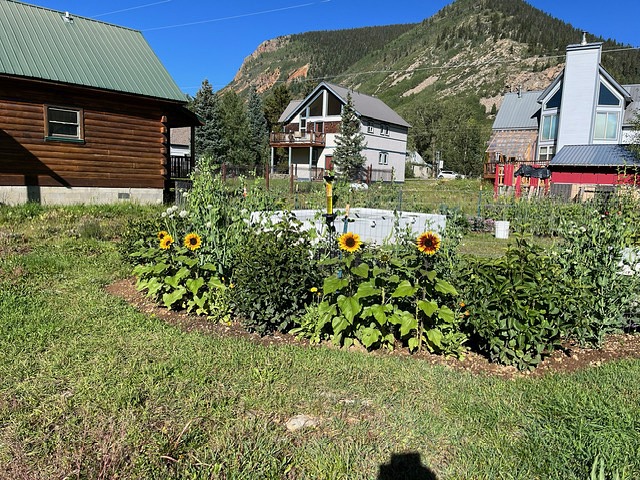 sunflower growing with two buildings and mountains in the background