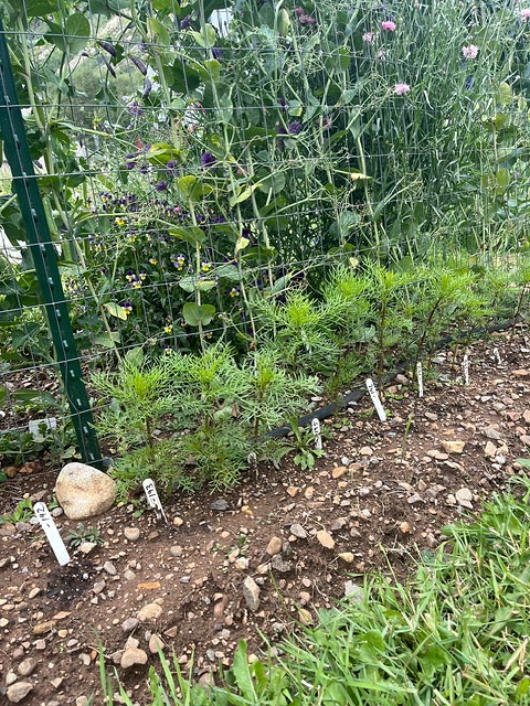 green plants grow up a metal trellis 