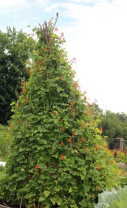 A tall teepee trellis covered in green foliage, beans, and bright red flowers