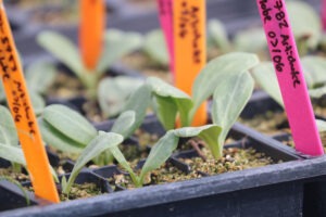 small, green seedlings emerge from soil, with orange markes in the background