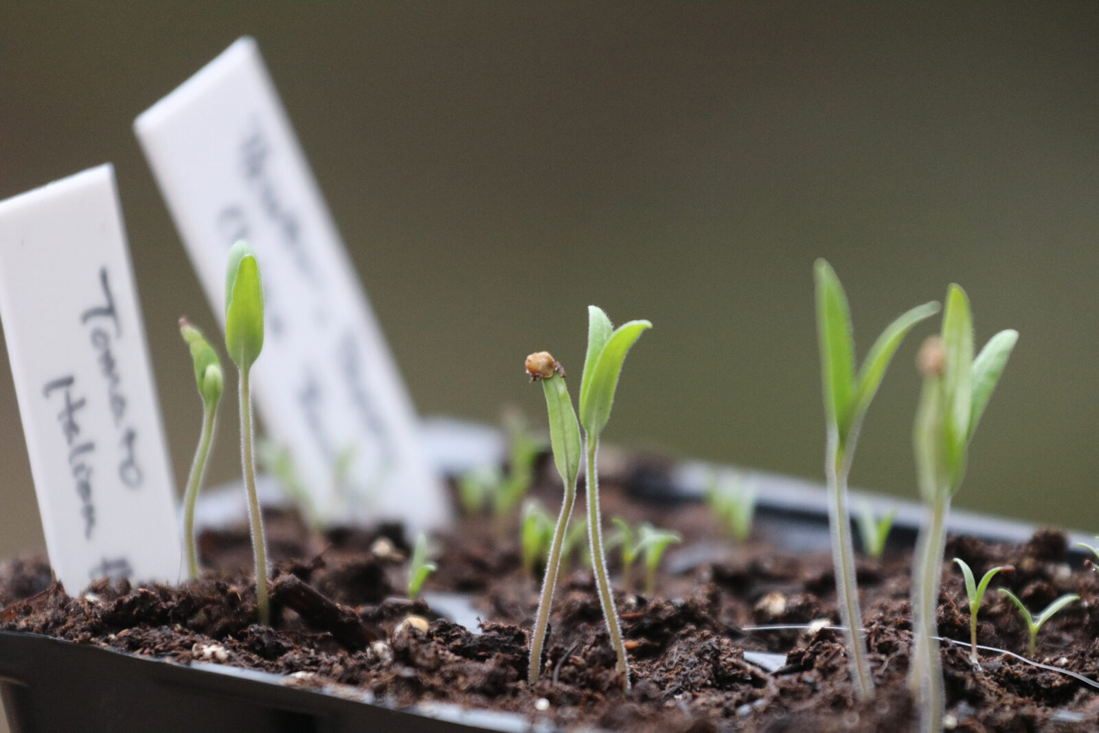 six-pack of tiny, green tomato seedlings, with two white labels on the left side