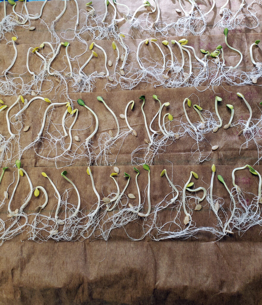 brown paper towel with a row of several germinated seedlings 