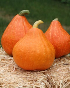 Three pear-shaped orange squash sitting on a bale of straw