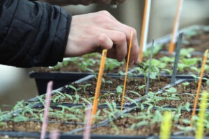 hand holding tweezers over several rows of small, green seedlings