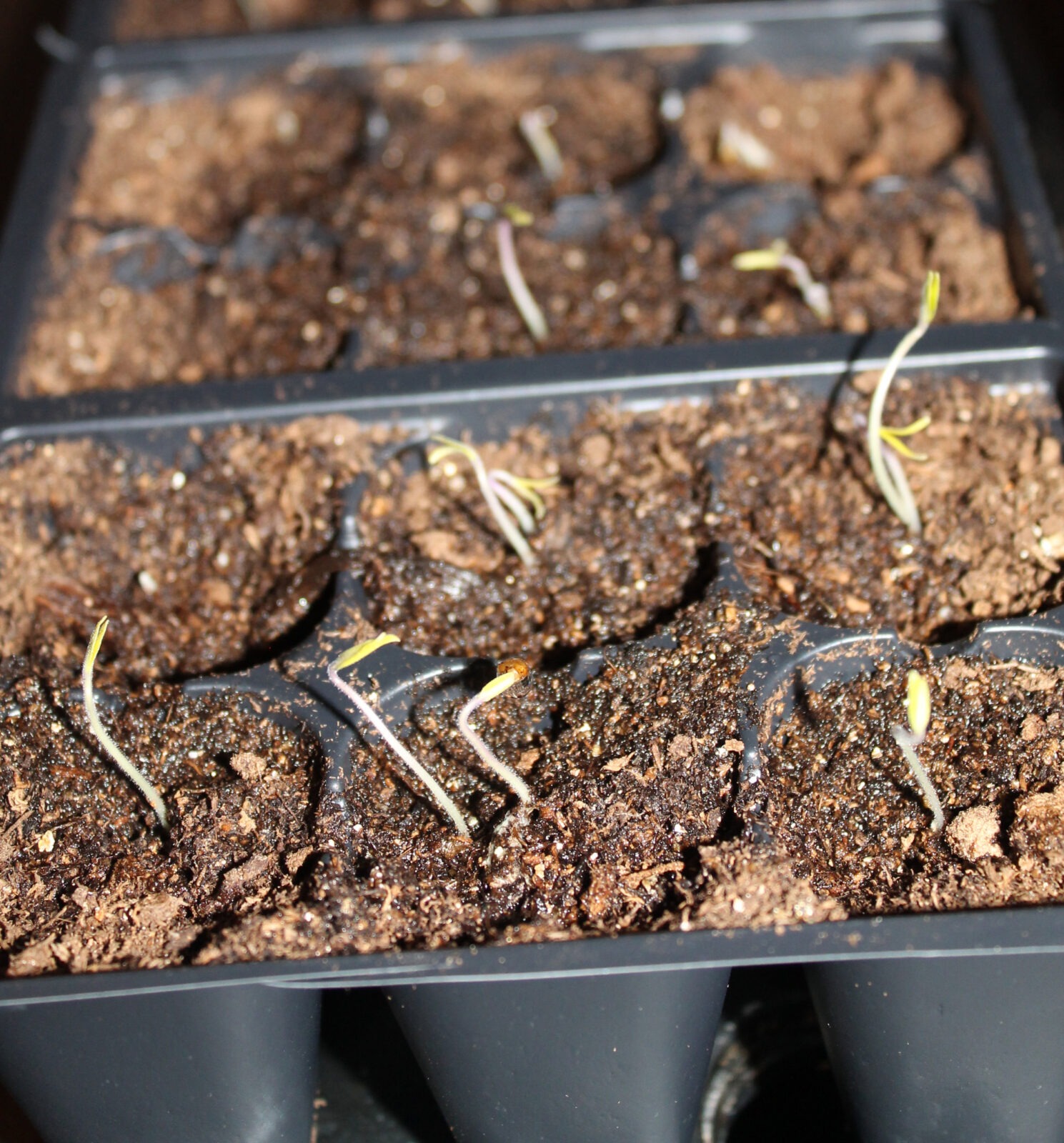 Small seedlings emerge from the soil in the cells of plastic trays