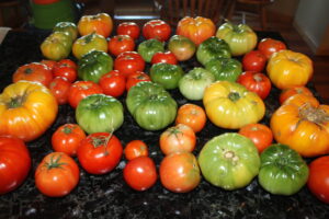 Dozens of tomatoes in a variety of sizes and colors (including red, orange, yellow, and green) on a dark countertop