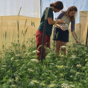 Several people examine tall green plants with white umbrels inside of a tent